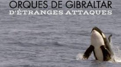 Orques de Gibraltar - D'étranges attaques