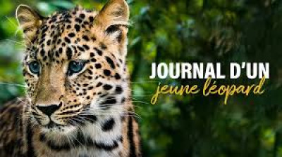 Journal d'un jeune léopard